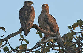 Aigle ravisseur