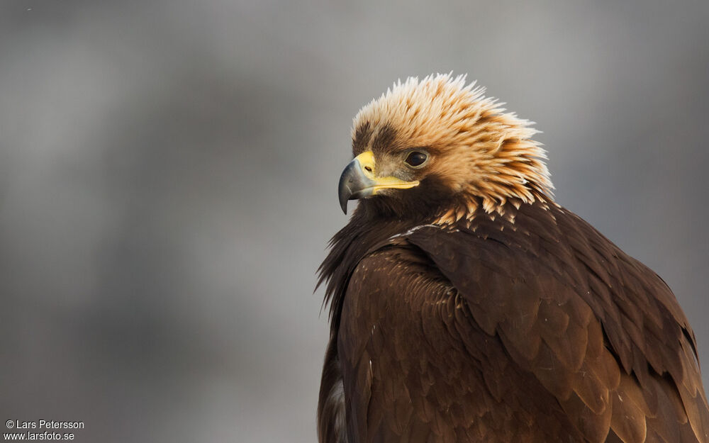 Golden Eagle