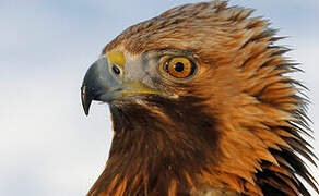 Golden Eagle