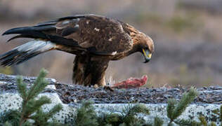 Golden Eagle