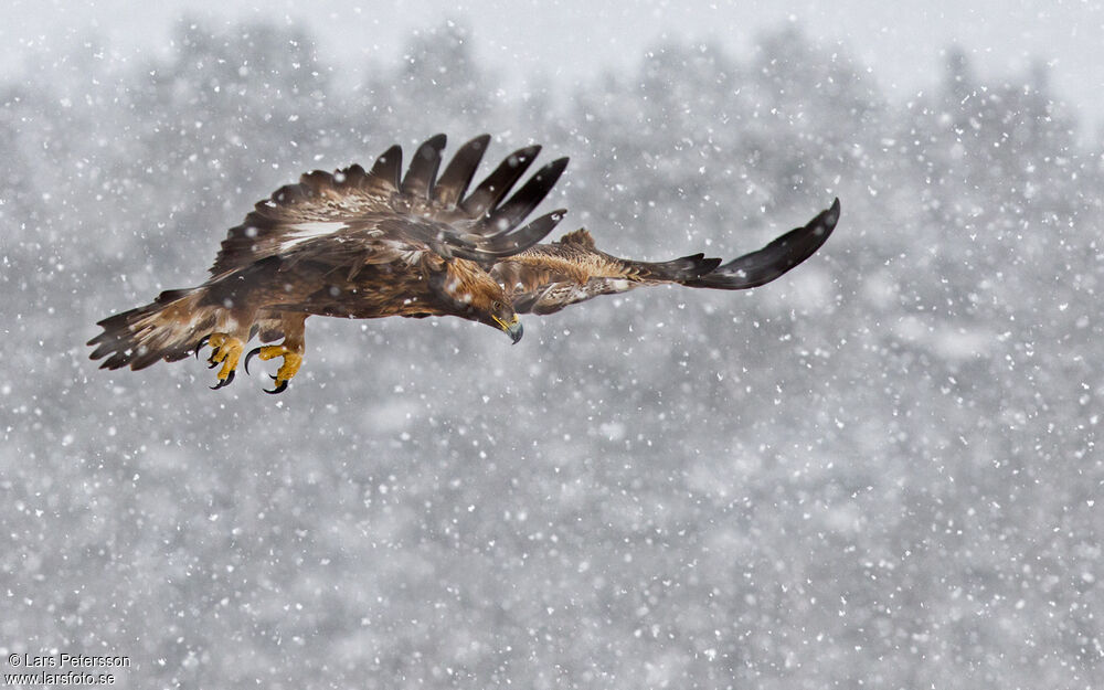 Golden Eagle