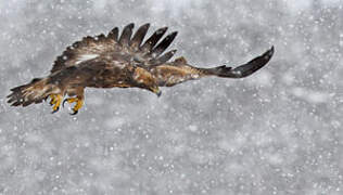 Golden Eagle