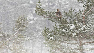 Golden Eagle