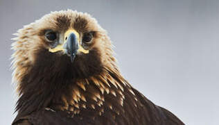 Golden Eagle