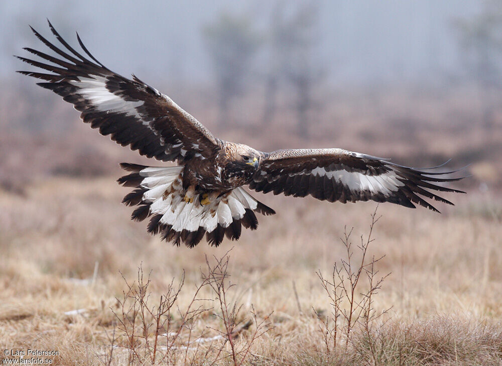 Golden Eagle