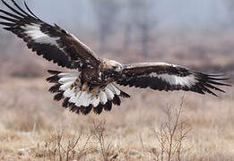 Golden Eagle