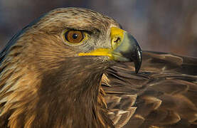 Golden Eagle