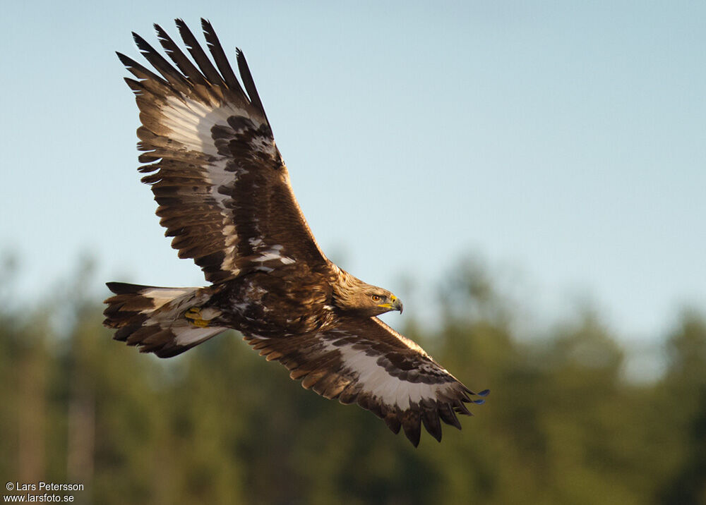 Golden Eagle