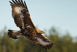 Golden Eagle