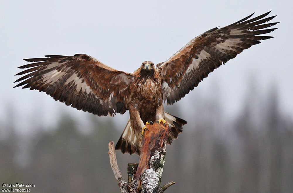 Golden Eagle