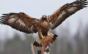 Golden Eagle