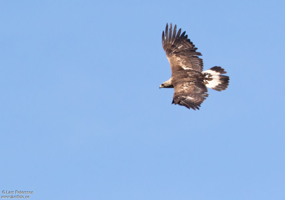 Golden Eagle