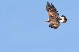 Golden Eagle