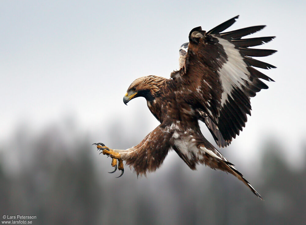 Golden Eagle