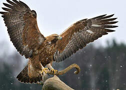 Golden Eagle