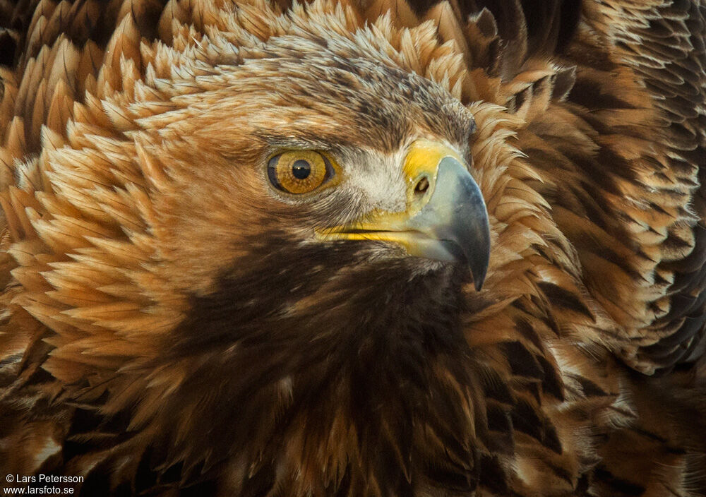 Golden Eagle