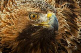 Golden Eagle