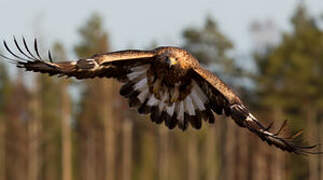 Golden Eagle