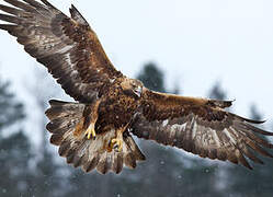 Golden Eagle