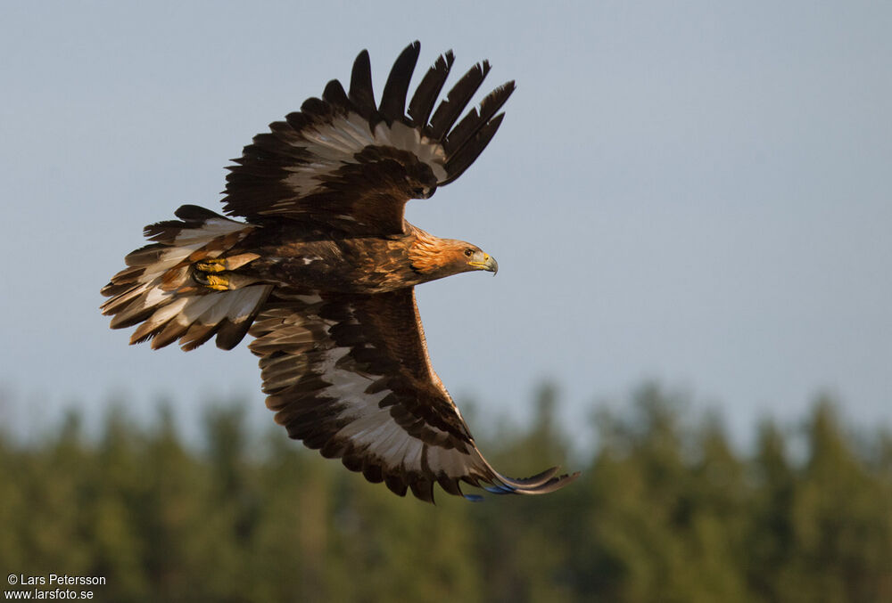 Golden Eagle