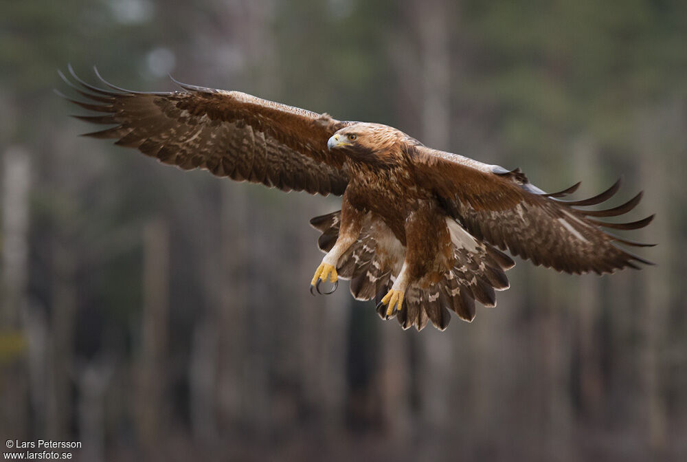 Golden Eagle