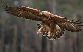 Golden Eagle