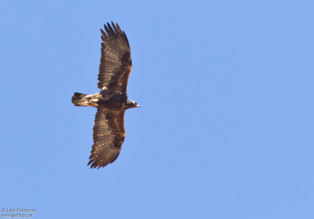 Golden Eagle