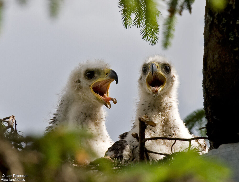 Golden Eagle