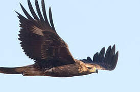 Golden Eagle