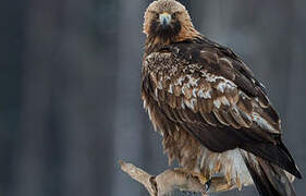 Golden Eagle