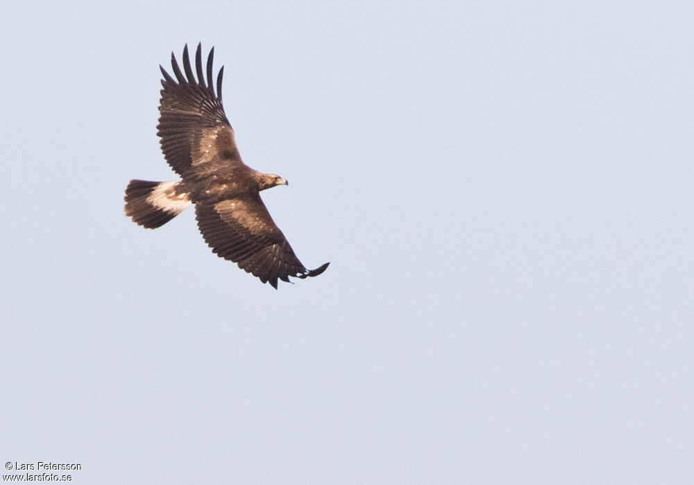 Golden Eagle