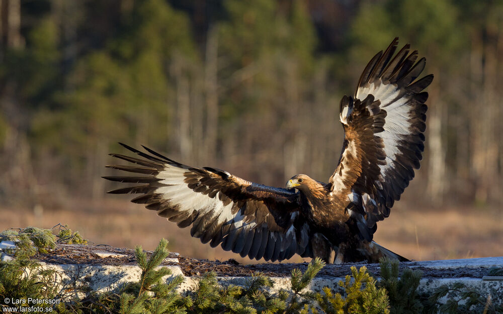 Golden Eagle