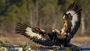 Golden Eagle