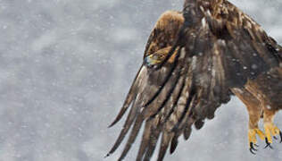 Golden Eagle