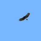 Aigle tyran