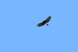 Black Hawk-Eagle