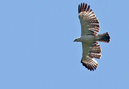 Flores Hawk-Eagle