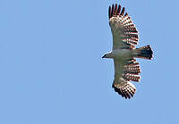 Aigle variable