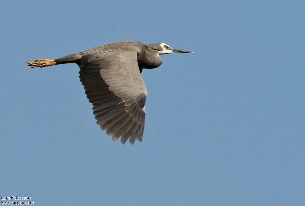 White-faced Heronadult, Flight