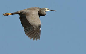 White-faced Heron