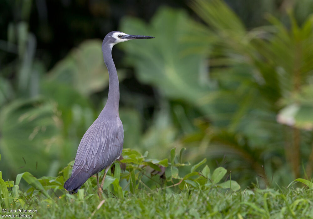 White-faced Heron