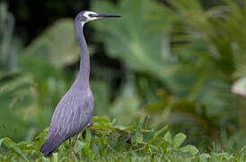 White-faced Heron