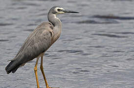 White-faced Heron