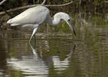 Aigrette bleue