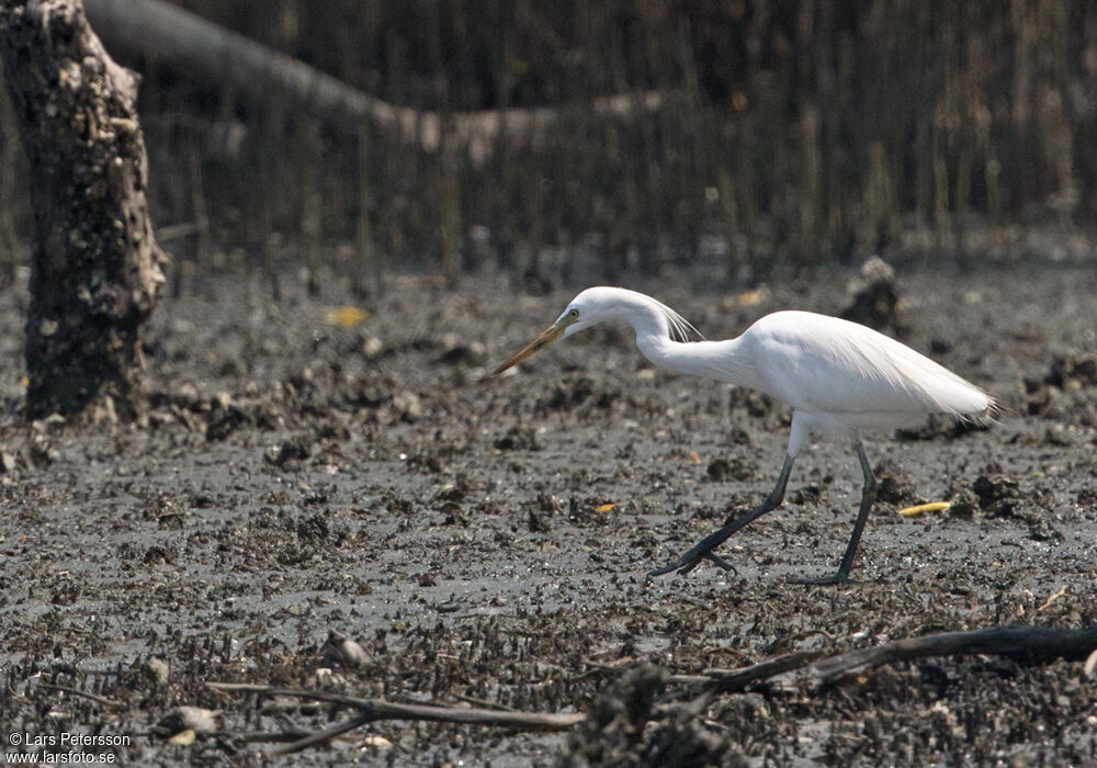 Chinese Egret