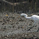 Aigrette de Chine