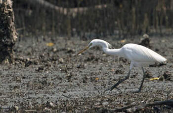 Aigrette de Chine