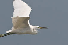 Aigrette de Chine