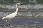 Aigrette de Chine