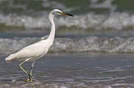 Aigrette de Chine